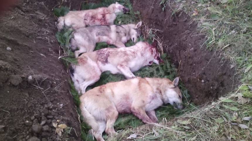 Бывшего замминистра правительства Пермского края обвиняют в отстреле породистых собак