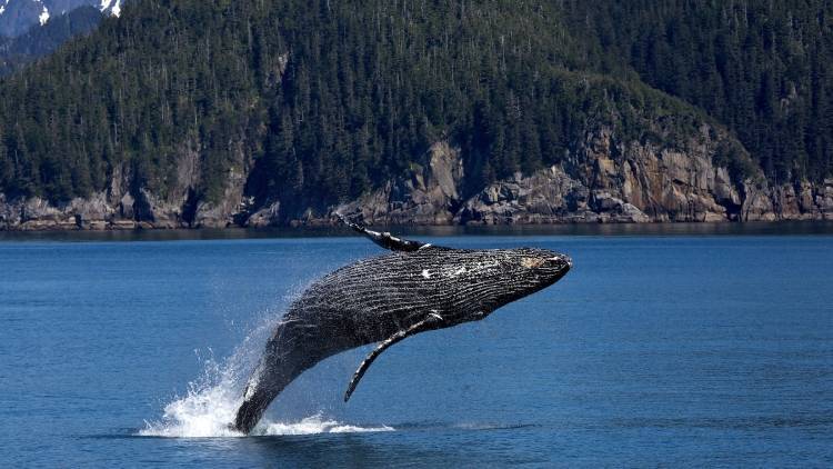 Ученые зафиксировали резкое снижение числа горбатых китов у берегов Чукотки