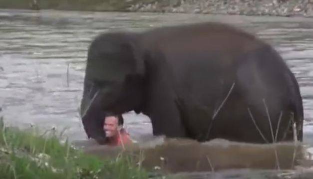 Спасающий мужчину из реки слоненок стал героем сети
