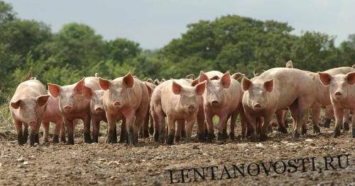 На Полтавщине начали отлов свиней, которые три месяца назад оказались на свободе