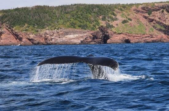 У берегов Чукотки сократилось число горбатых китов