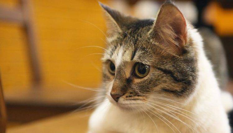 В Кемерово кот закрылся в квартире и «не пускал» хозяев