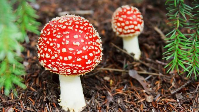 Роспотребнадзор: петербуржцы перестали есть несъедобные грибы