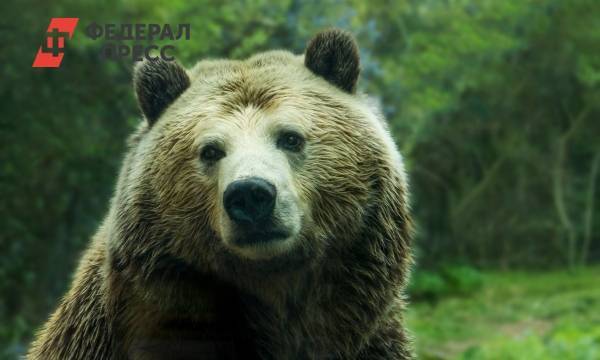 В Якутии бурый медведь едва не убил человека в его же доме