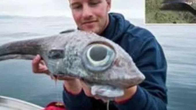 В Норвегии рыбак поймал рыбу-монстра с аномально большими глазами - piter.tv - Норвегия