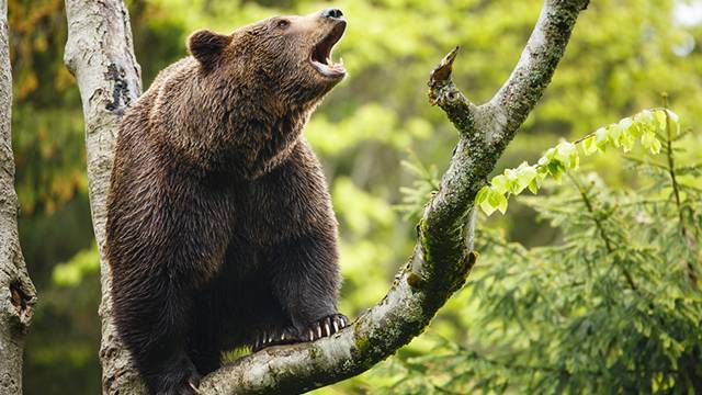 Двух медведей пристрелят в республике Коми