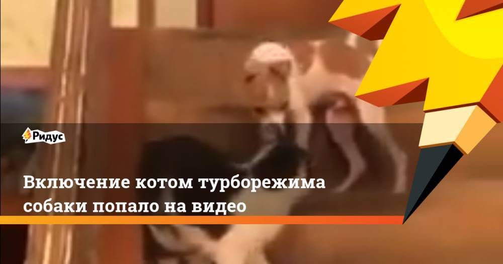 Включение котом турборежима собаки попало на видео