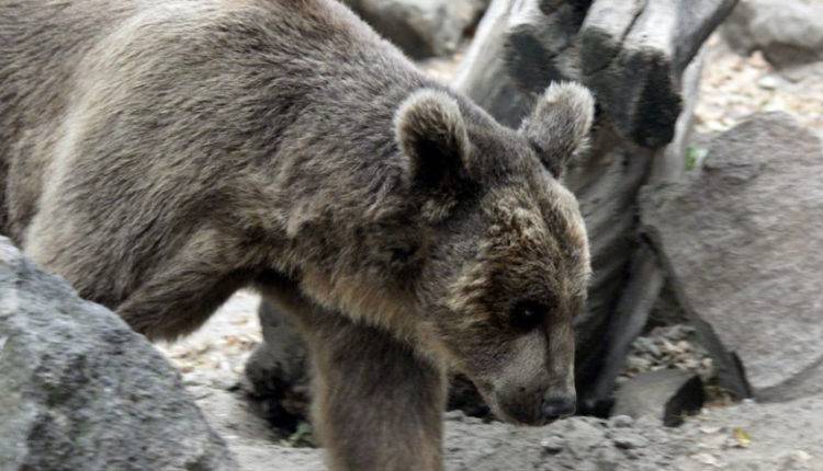 Житель российского села застрелил медведя, который забрался в дом