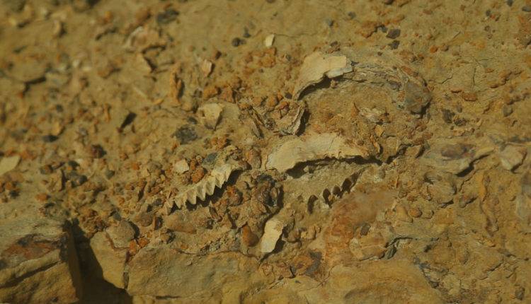 Останки живших 200 млн лет амфибий нашли в Астраханской области