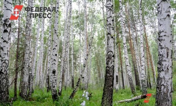 В Нижегородской области высадят 200 тысяч деревьев