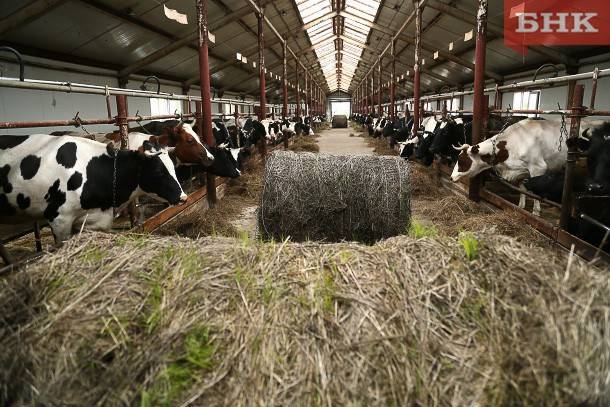 Аграрии Коми получат 120 миллионов рублей на корма для скота