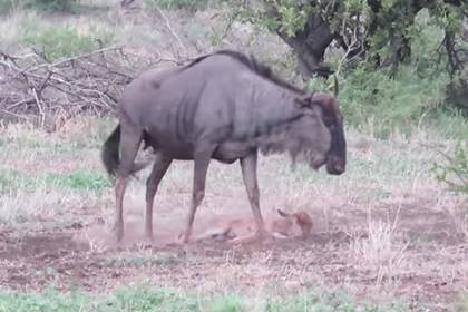 Схватку антилопы и шакалов за новорожденного детеныша сняли на видео