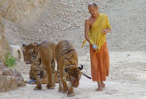 В Таиланде за 3 года погибло больше половины из 147 спасённых из монастыря тигров