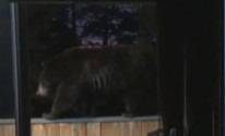 К американке залез медведь, чтобы походить по перилам балкона