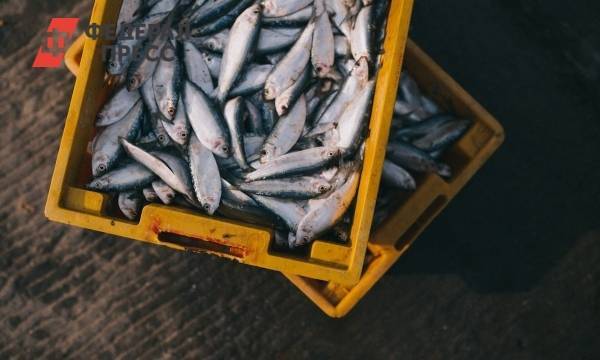 Испанские ученые перечислили сорта рыб с большим содержанием ртути