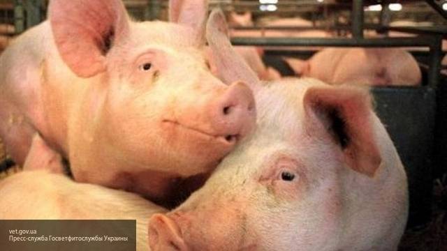 Первые случаи заражения свиней африканской чумой случились в Южной Корее