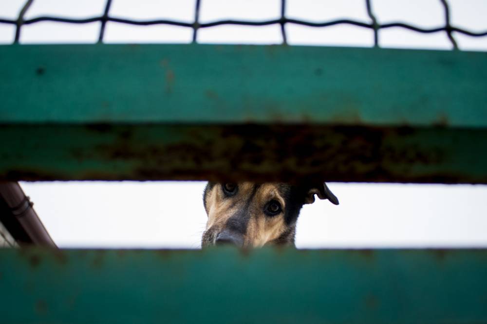 В Мурманском Центре временного содержания животных сотрудникам месяцами не платят зарплату
