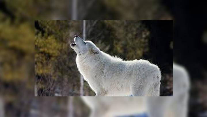 В Новосибирский зоопарк привезли белую полярную волчицу