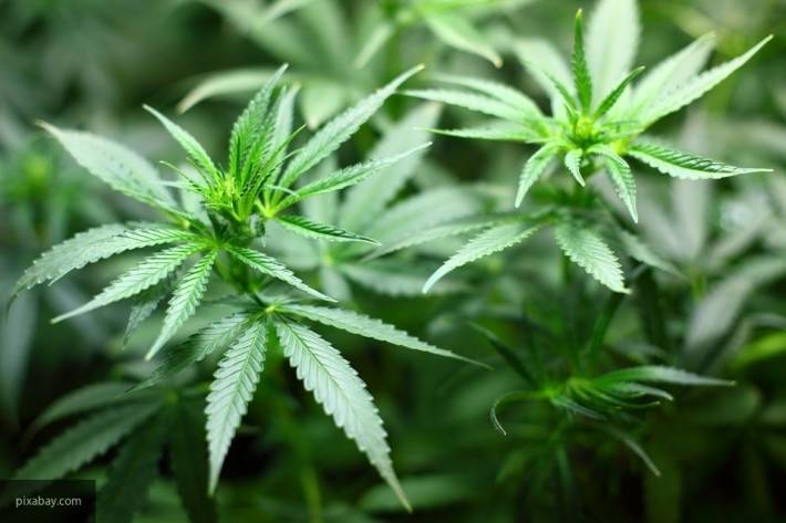 Полиция Новой Зеландии изъяла партию марихуаны на сумму более $3 млн