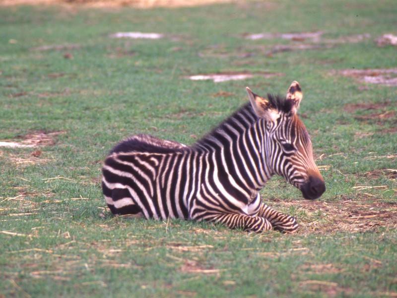 Фотограф в Кении заснял зебру с расцветкой в горошек