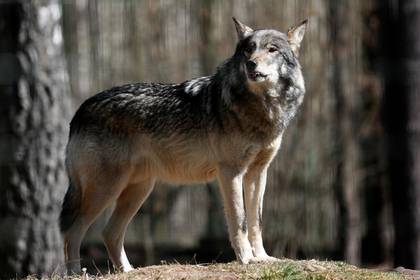 Напавший на людей в Крыму волк оказался бешеным