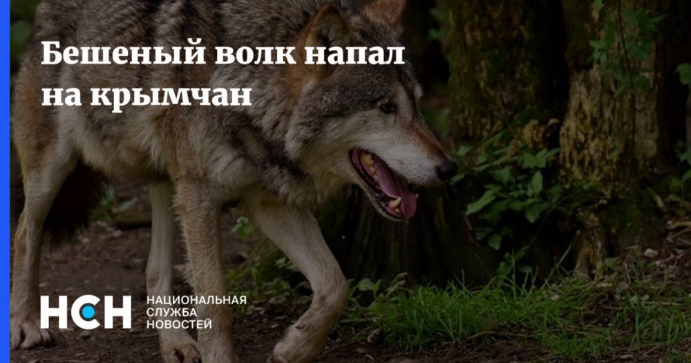 Бешеный волк напал на крымчан