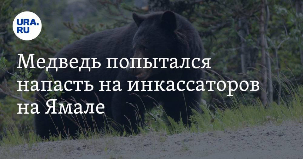 Медведь попытался напасть на инкассаторов на Ямале. ВИДЕО