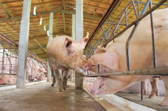 В Южной Корее зафиксировали первые случаи африканской чумы свиней