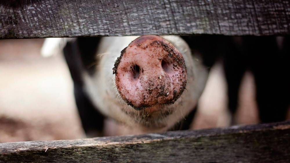 В Венесуэле приняли первую партию великолукской свинины