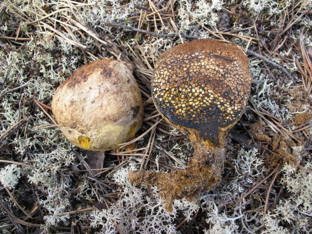 В Печоро-Илычском заповеднике впервые в Коми обнаружили пизолитус бескорневой