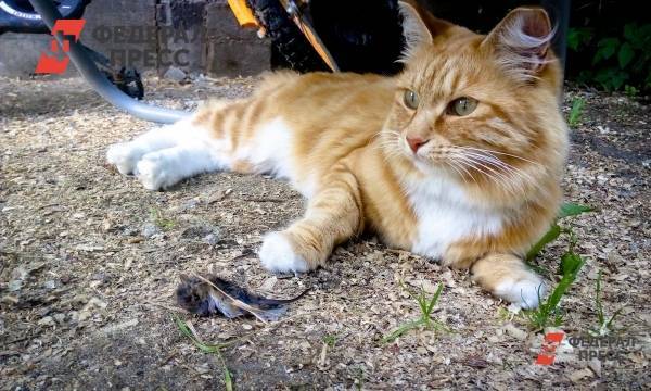 Новосибирский следком будет расследовать убийство кота