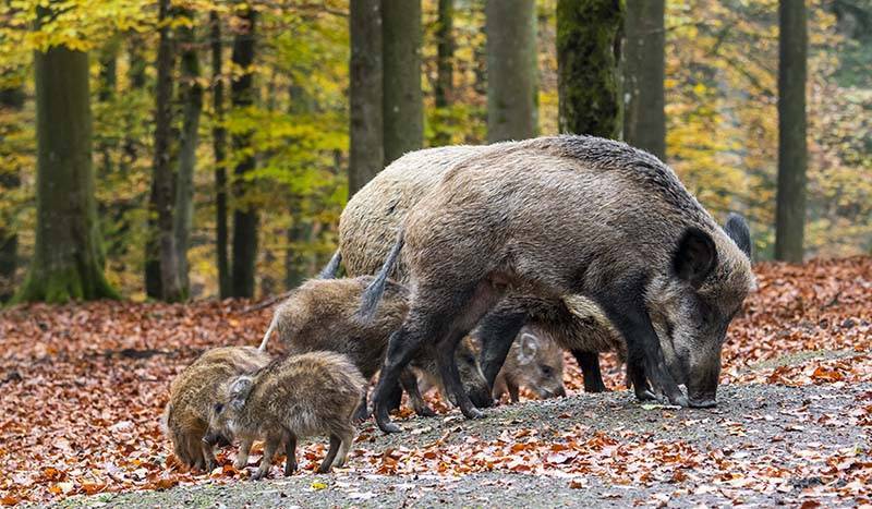 Сотни диких свиней опустошили восток Украины