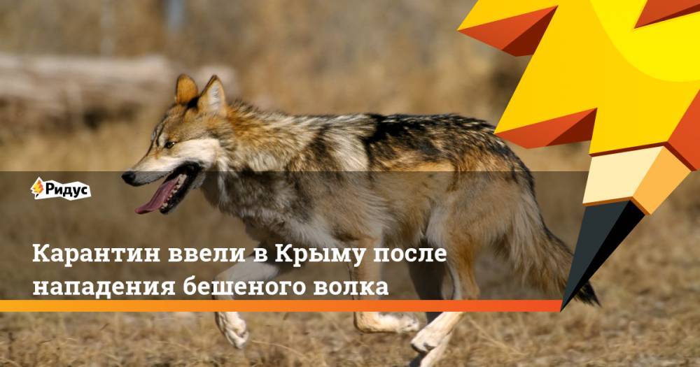 Карантин ввели в Крыму после нападения бешеного волка