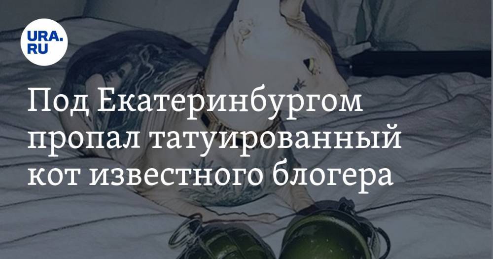 Под Екатеринбургом пропал татуированный кот известного блогера. Питомца можно узнать по звездам на груди. ФОТО