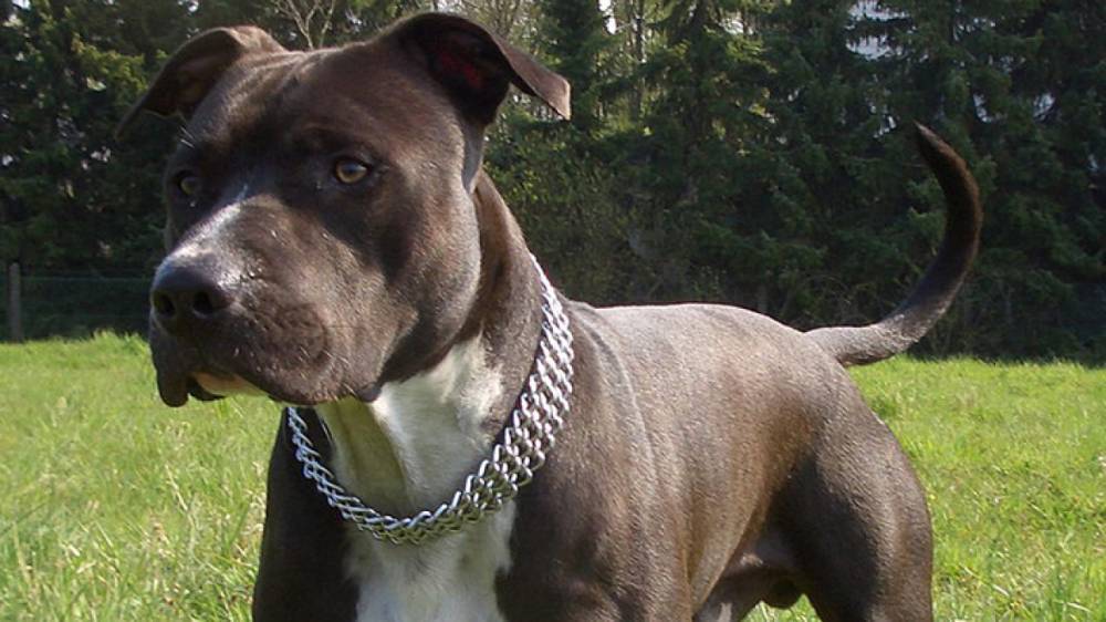 Судьба натравившего на полицейского собаку петербуржца решится в суде