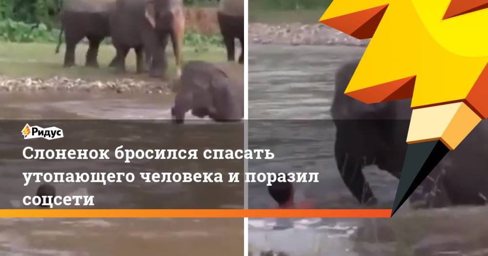 Слоненок бросился спасать утопающего человека и поразил соцсети