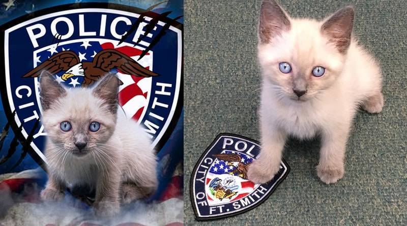 Очаровательного бездомного котенка приняли в ряды полицейских Арканзаса (фото)