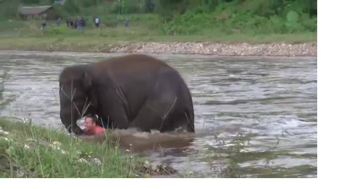 Храбрый слоненок бросился спасать из бурной реки человека и стал героем интернета