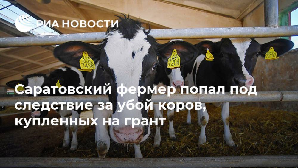 Саратовский фермер попал под следствие за убой коров, купленных на грант