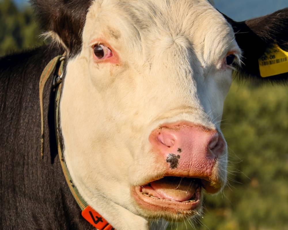 Глава Вологодского района поможет умирающей корове из колхоза поселка Марфино
