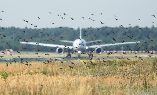 В аэропорту Жуковский установили дополнительное оборудование для отпугивания птиц