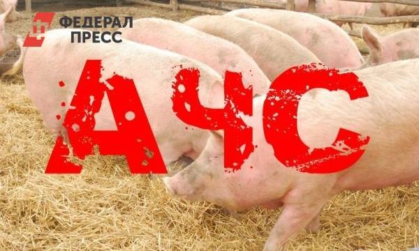 Африканская чума свиней выявлена у животных в Нижегородской области