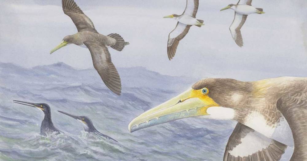 В Новой Зеландии нашли один из&nbsp;старейших видов птиц