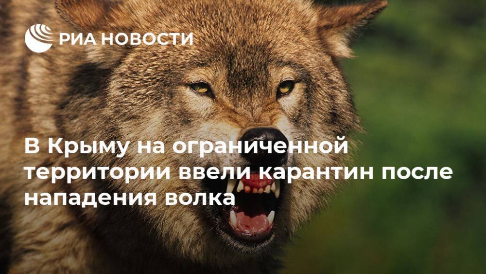 В Крыму на ограниченной территории ввели карантин после нападения волка