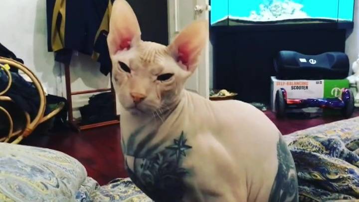 ЧП в Екатеринбурге: весь город ищет татуированного кота – звезду Instagram
