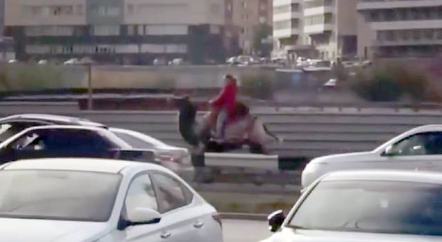 Видео: сибирячка объехала пробку на верблюде и стала звездой Сети