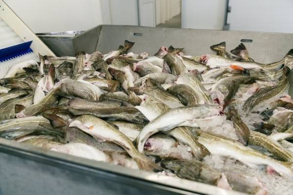 Стоимость рыбы в России резко возросла