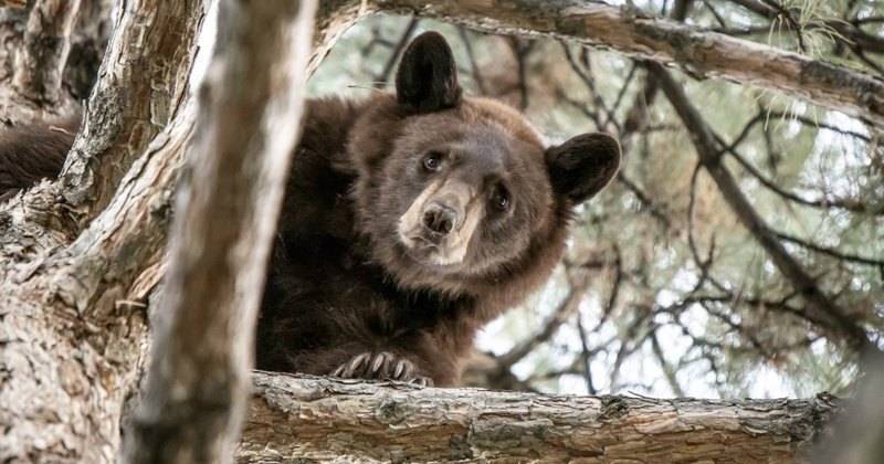 Американская полиция сиренами загнала медведя на&nbsp;дерево