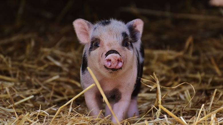 В Нижегородской области произошла новая вспышка африканской чумы свиней