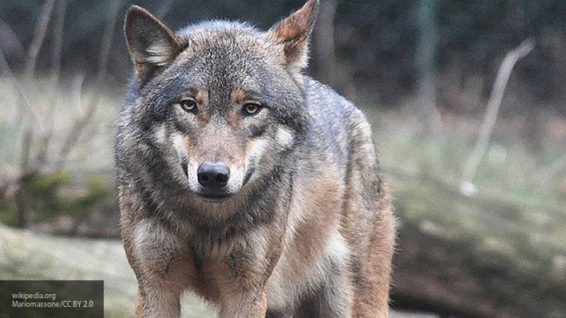 В Крыму на людей напал бешеный волк, на полуострове объявлен карантин